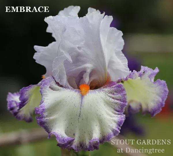 iris-embrace Iris Embrace