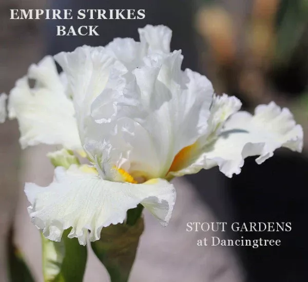 iris-empire-strikes-back Iris Empire Strikes Back