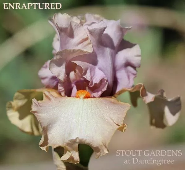 iris-enraptured Iris Enraptured