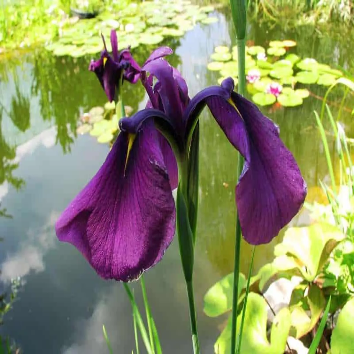 iris-ensata-ruby-king-marginal-pond-plants-bp067a-1-7cm Iris ensata Ruby King – Marginal Pond Plants – BP067A – 1 | 7cm