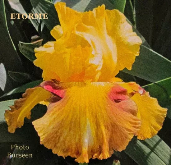 iris-etorme Iris Etorme