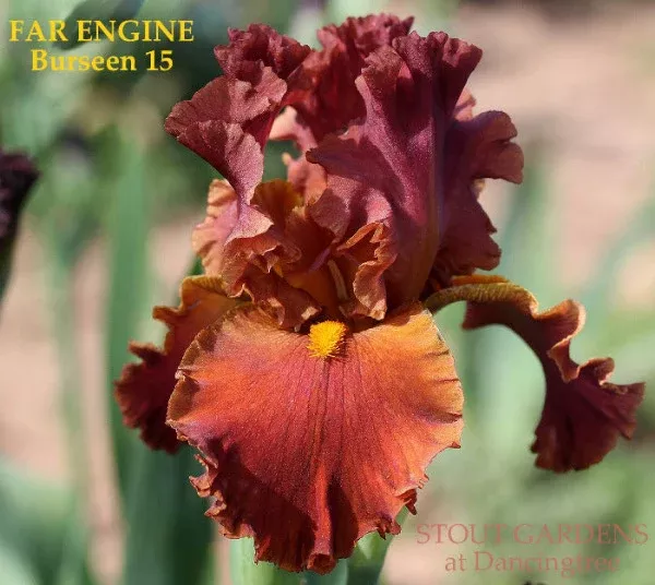 iris-far-engine Iris Far Engine