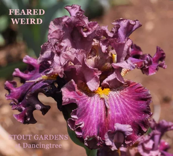 iris-feared-weird Iris Feared Weird