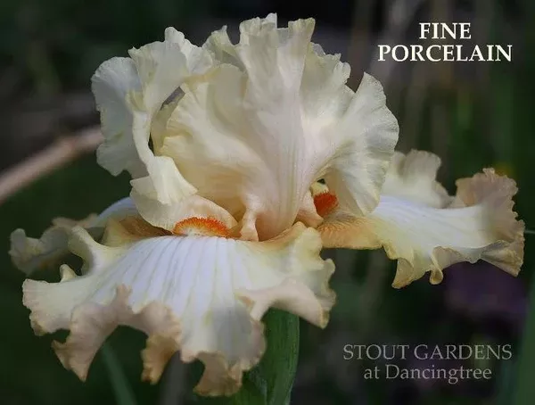 iris-fine-porcelain Iris Fine Porcelain
