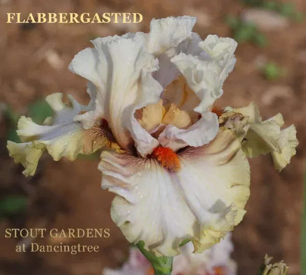 iris-flabbergasted Iris Flabbergasted