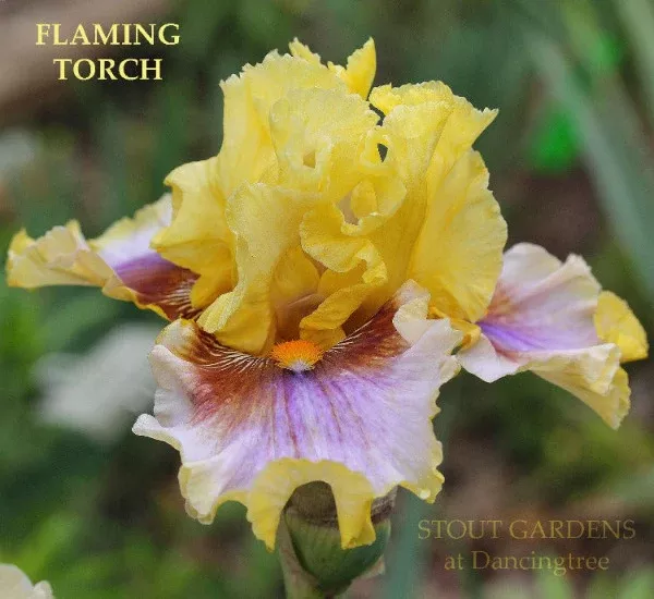 iris-flaming-torch Iris Flaming Torch
