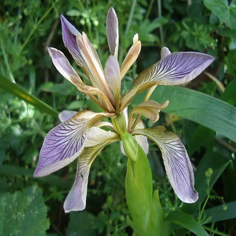 iris-foetidissima Iris foetidissima