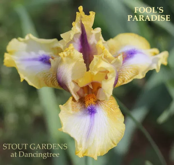 iris-fool-s-paradise Iris Fool's Paradise