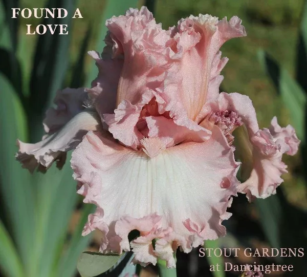 iris-found-love Iris Found A Love
