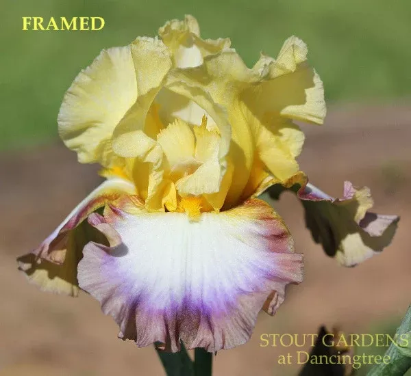 iris-framed Iris Framed