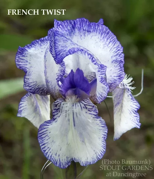 iris-french-twist Iris French Twist