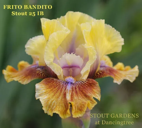 iris-frito-bandito Iris Frito Bandito