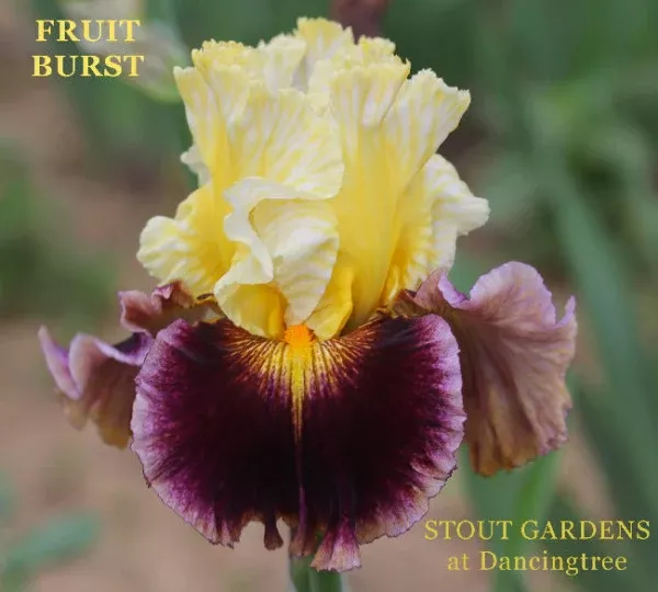 iris-fruit-burst Iris Fruit Burst