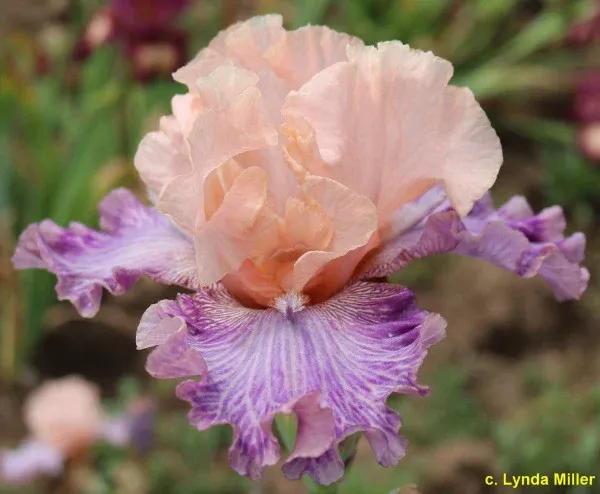 iris-gabby-gal Iris Gabby Gal
