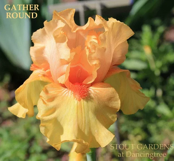 iris-gather-round Iris Gather Round