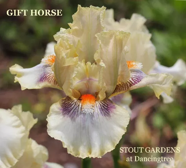 iris-gift-horse Iris Gift Horse