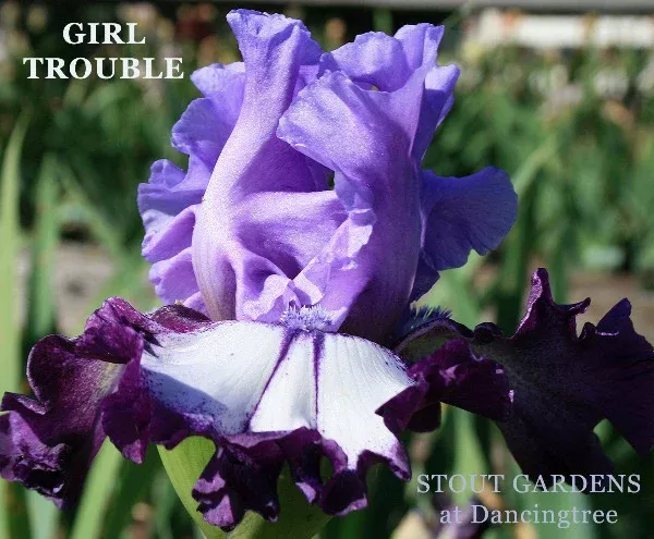 iris-girl-trouble Iris Girl Trouble