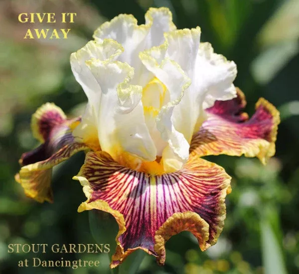 iris-give-it-away Iris Give It Away