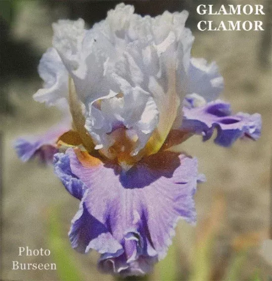 iris-glamor-clamor Iris Glamor Clamor