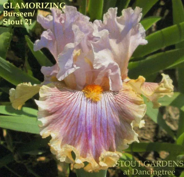 iris-glamorizing Iris Glamorizing