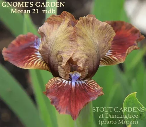iris-gnome-s-garden Iris Gnome's Garden