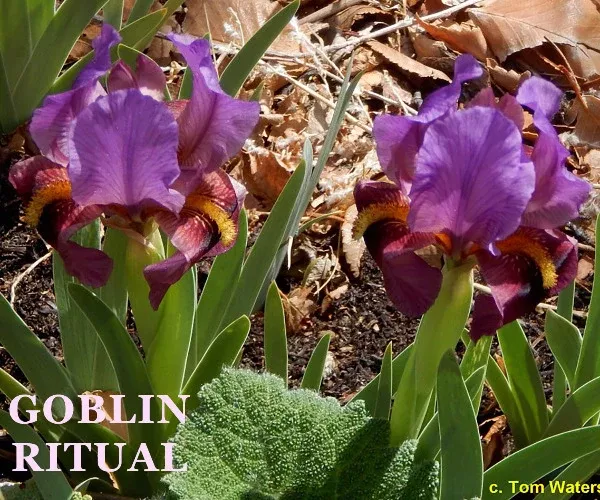 iris-goblin-ritual Iris Goblin Ritual