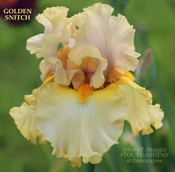 iris-golden-snitch Iris Golden Snitch