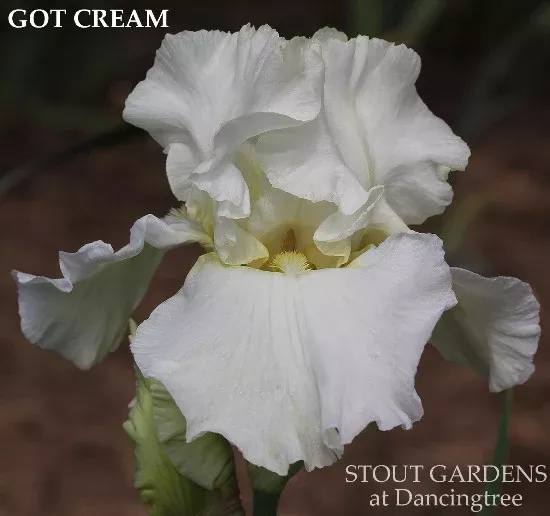 iris-got-cream Iris Got Cream