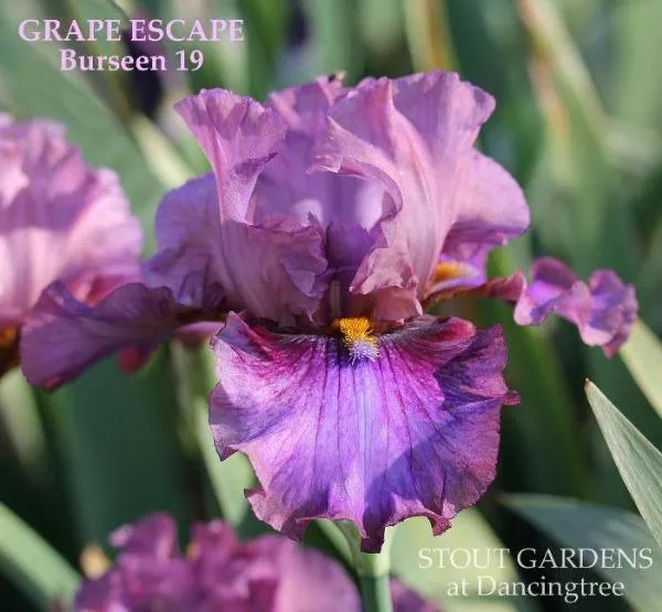 iris-grape-escape Iris Grape Escape
