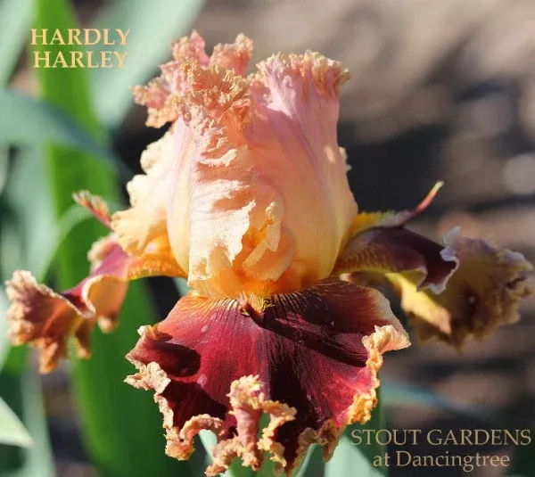iris-hardly-harley Iris Hardly Harley