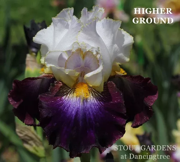 iris-higher-ground Iris Higher Ground