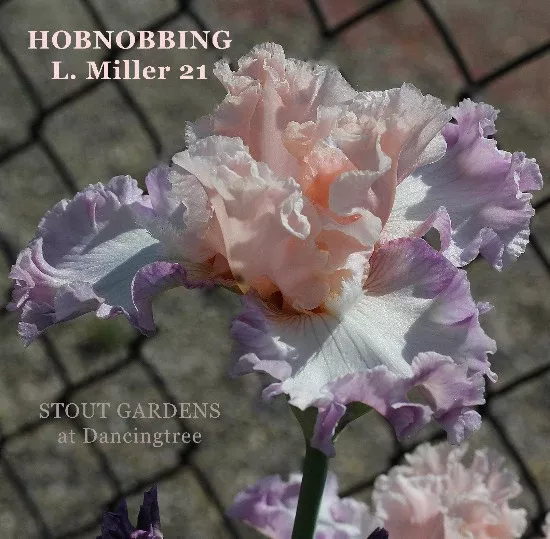 iris-hobnobbing Iris Hobnobbing