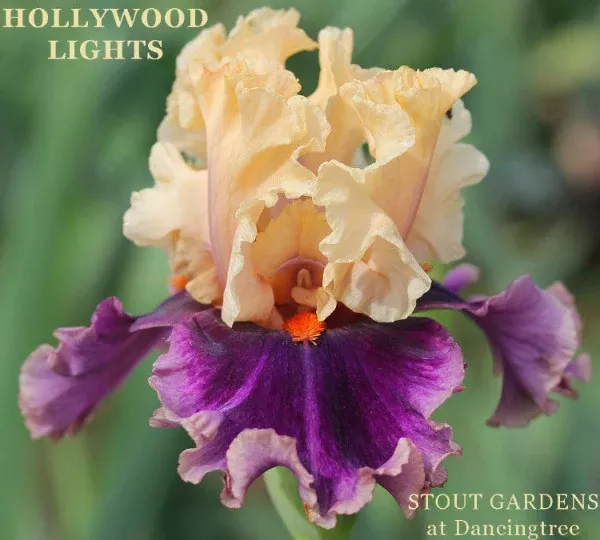 iris-hollywood-lights Iris Hollywood Lights