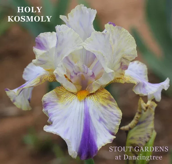 iris-holy-kosmoly Iris Holy Kosmoly