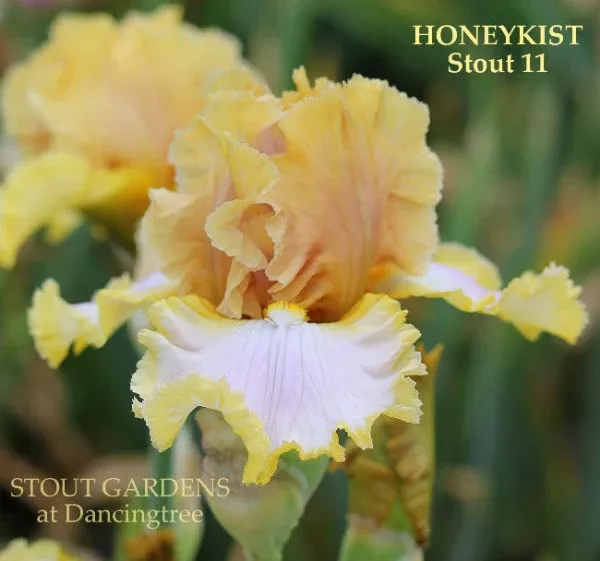 iris-honeykist Iris Honeykist