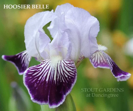 Iris Hoosier Belle