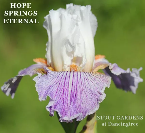 iris-hope-springs-eternal Iris Hope Springs Eternal