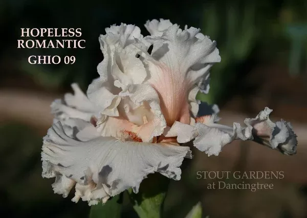 iris-hopeless-romantic Iris Hopeless Romantic