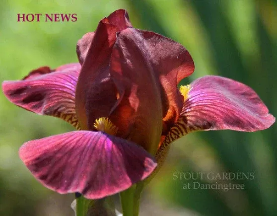 iris-hot-news Iris Hot News