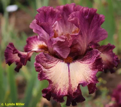 iris-hot-wired Iris Hot Wired