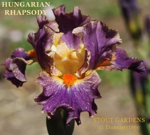 iris-hungarian-rhapsody Iris Hungarian Rhapsody