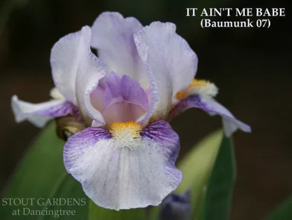 Iris It Ain't Me Babe