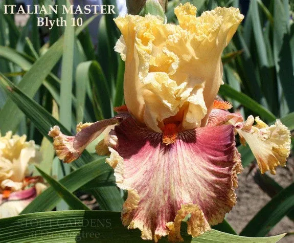 iris-italian-master Iris Italian Master