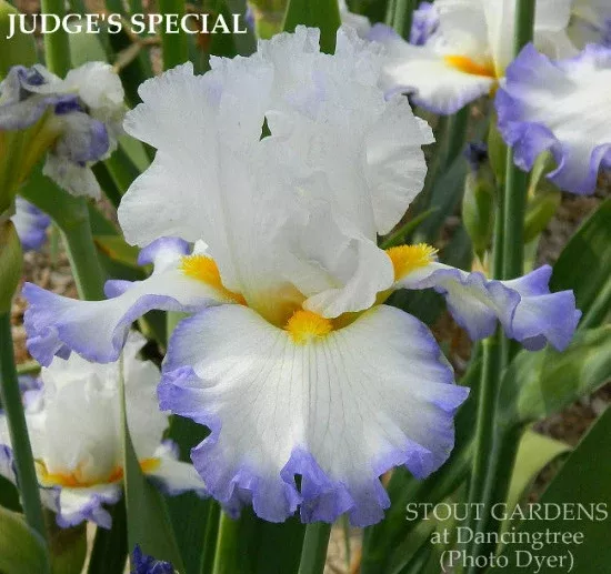 iris-judge-s-special Iris Judge's Special