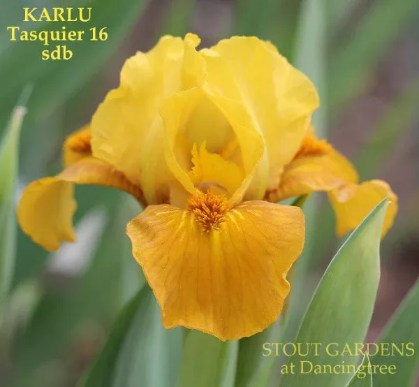 Iris Karlu