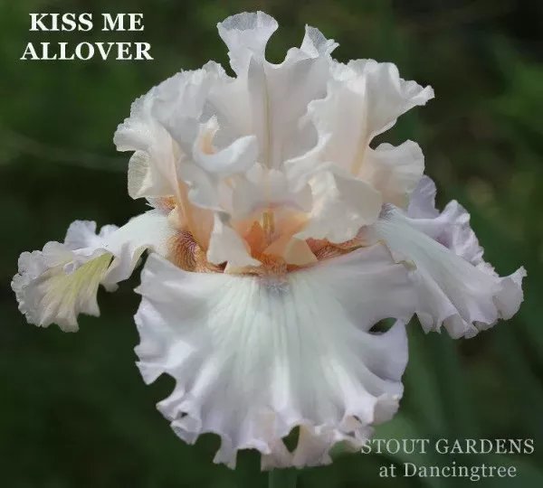 iris-kiss-me-all-over Iris Kiss Me All Over