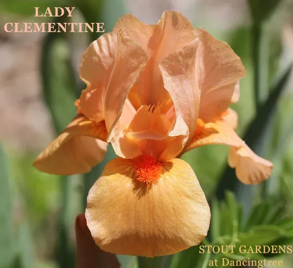 Iris Lady Clementine