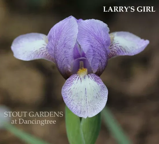 iris-larry-s-girl Iris Larry's Girl