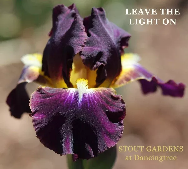 iris-leave-light-on Iris Leave The Light On