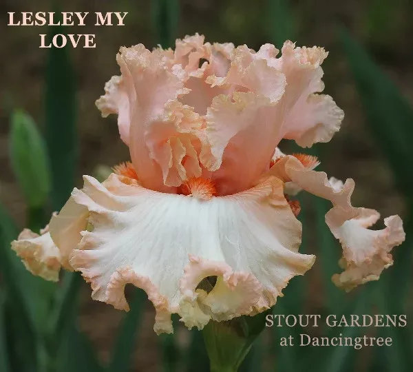 iris-lesley-my-love Iris Lesley My Love